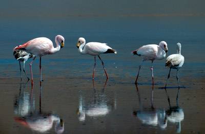0flamingo
