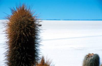 0salar